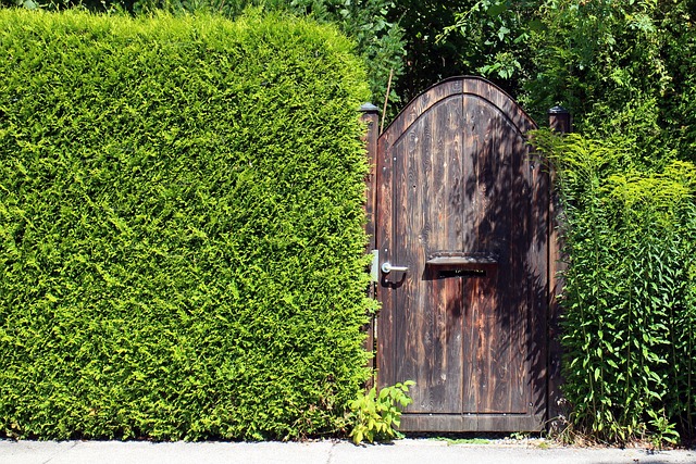 privacy hedges
